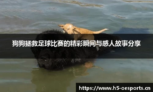 狗狗拯救足球比赛的精彩瞬间与感人故事分享